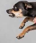 Obtaining Compensation for Dog Bite Injuries