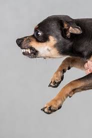 Top Three Legal Theories in Dog Bite Claims