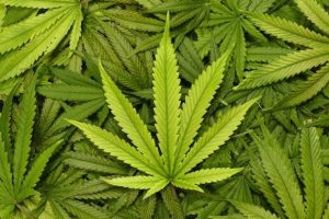 Three Quick Reasons Marijuana May Remain Illegal in Texas